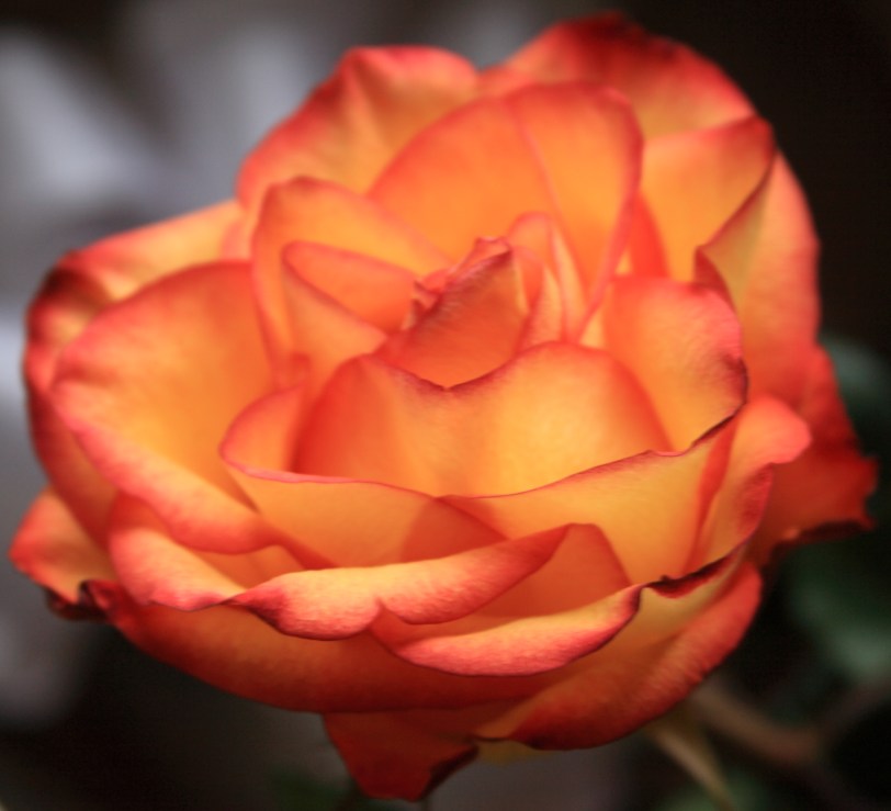 IMG_5455_peachroseflame_3