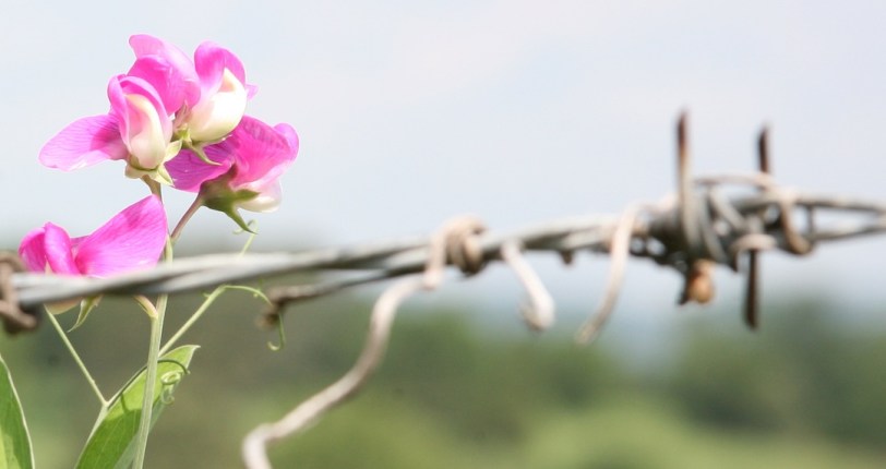 IMG_3413 moremore wide art