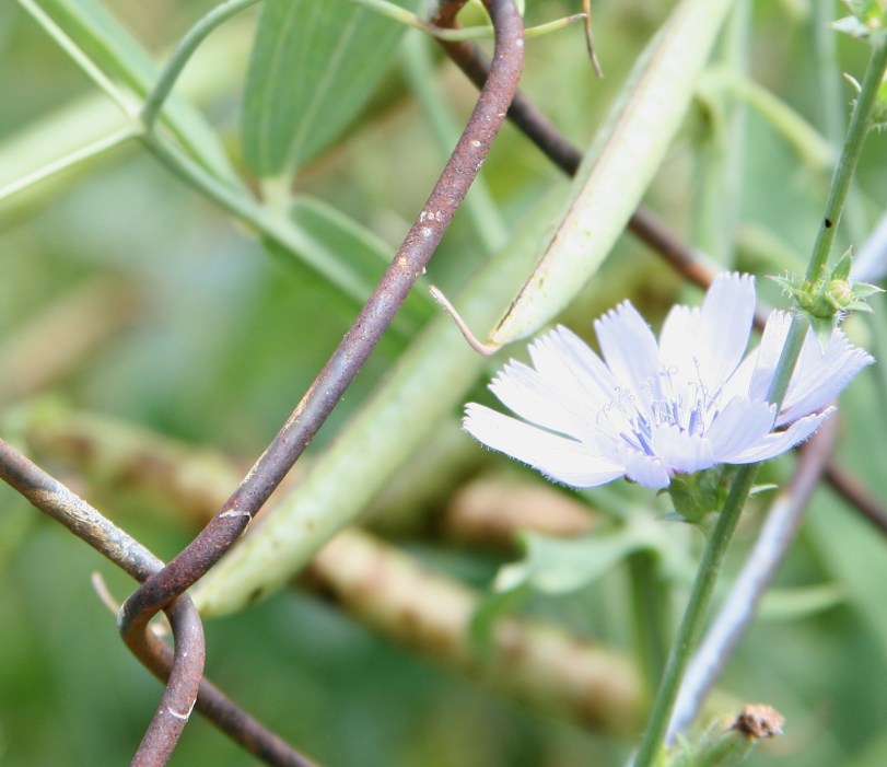 IMG_3432 croppedminus10brit