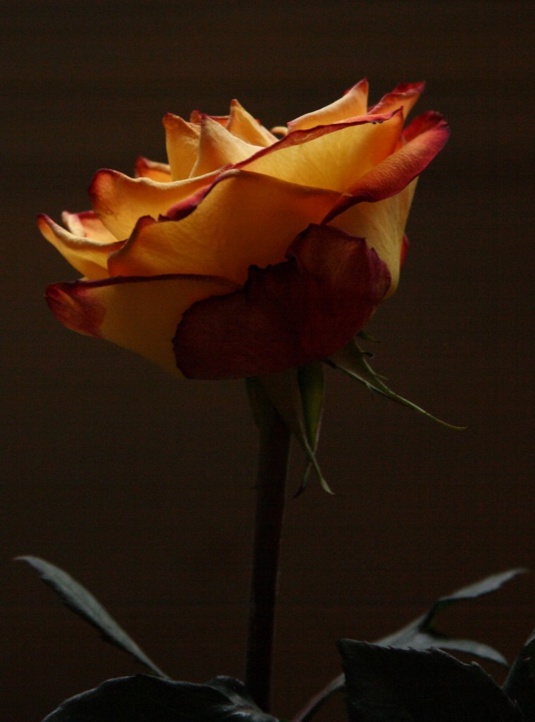 IMG_5426 crop bright2 noledge