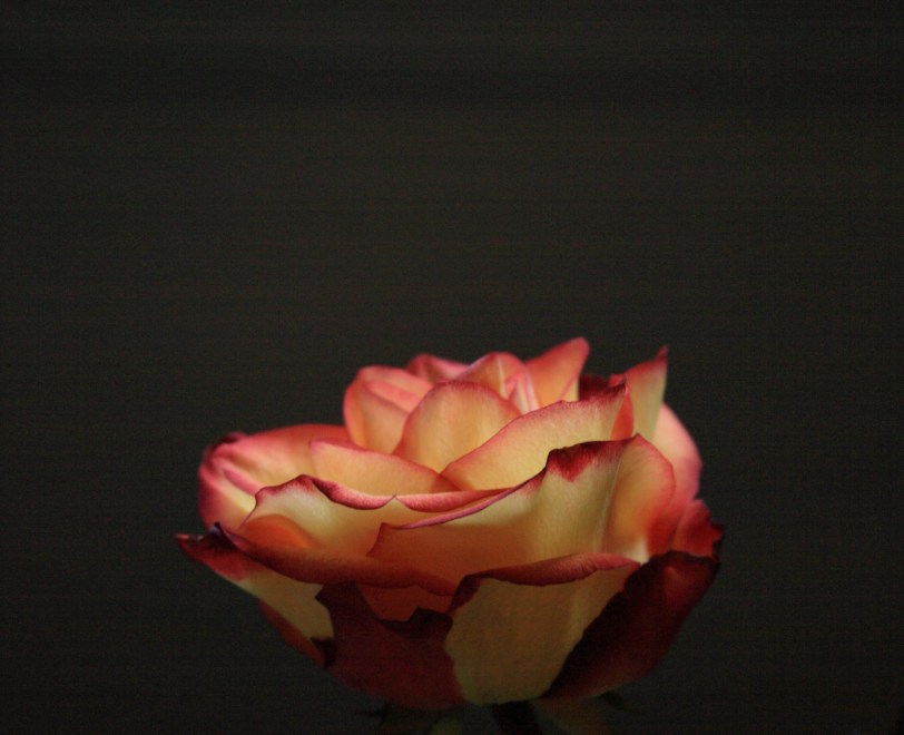 IMG_5427 cropbright2 landscape