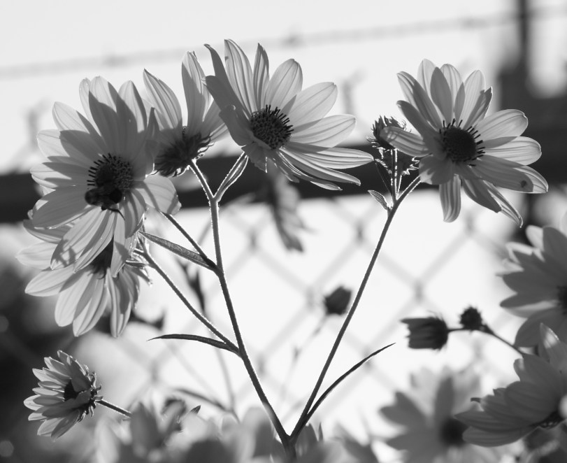 Black-and-white flowers do have their charm.