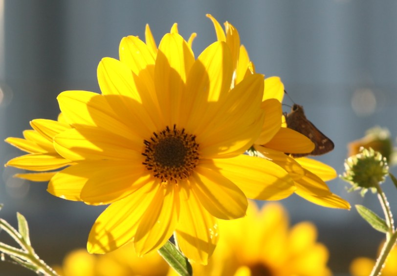 How did he find the shade with so much sunlight?