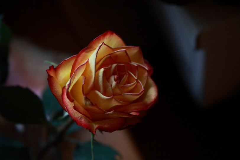 IMG_5486 brightpt33autoport1080