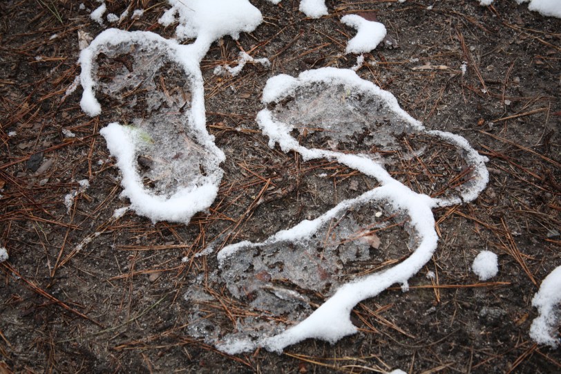 Later the next day, I could see where I had chased my tail in the middle of the night....