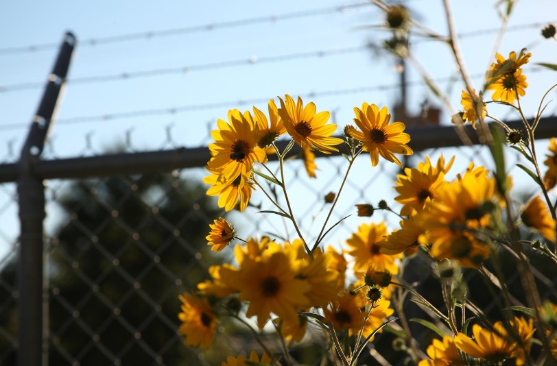 Daisies and barbed wire.