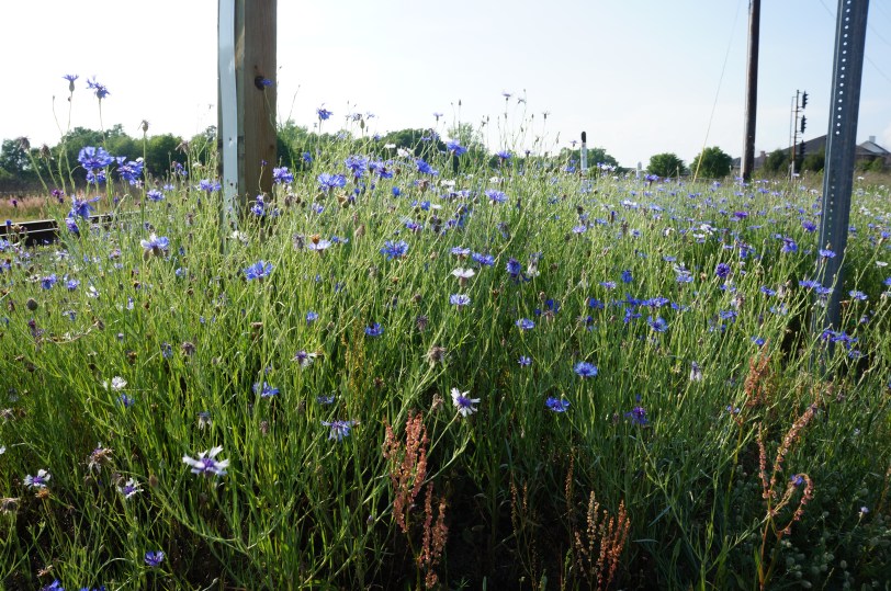 Wildflowers by the tracks.