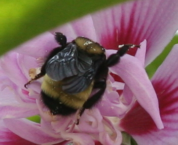 IMG_3451 cropbugtite