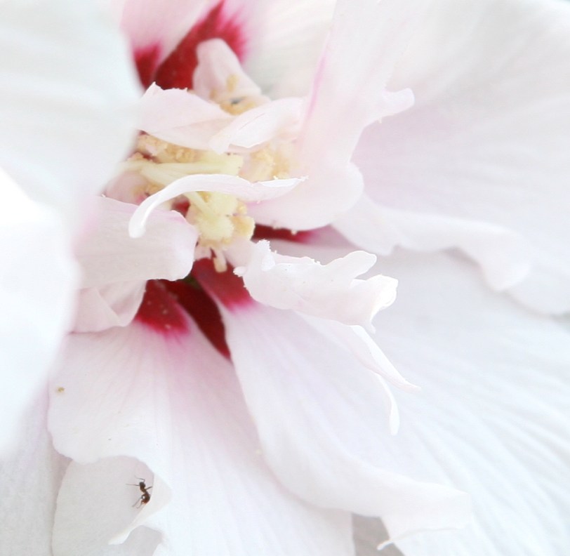 IMG_3468 intrudertiter