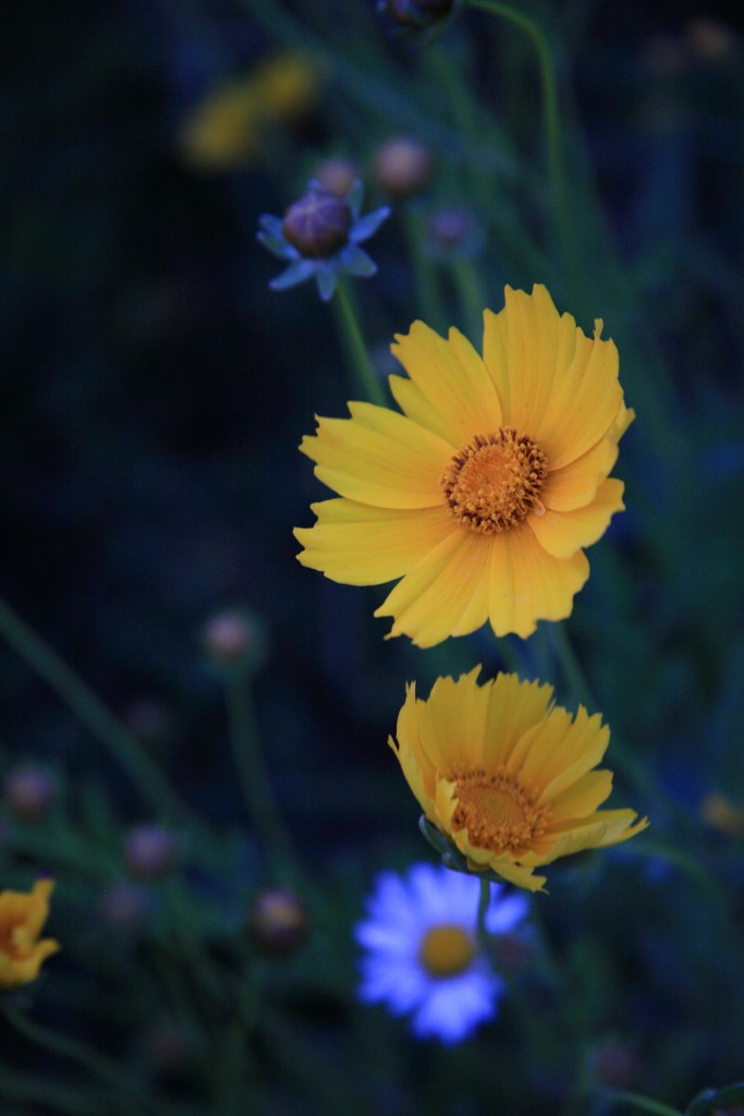 IMG_0445pluspt83_chroma