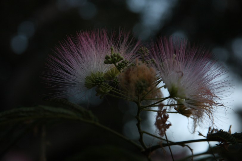 mimosa flowers in the evening