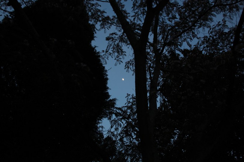 mimosa tree and the moon at night