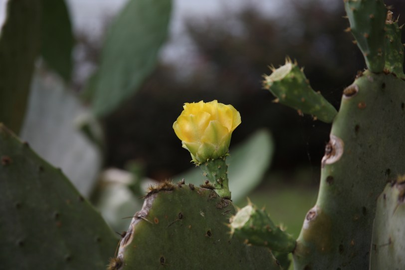cactus flower