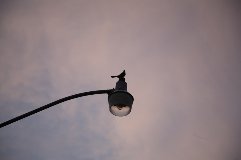 closer shot of bird on streetlight