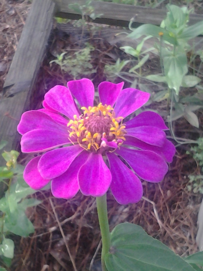 purple flower