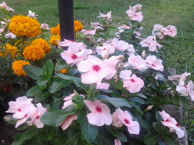 orange flowers and pink flowers