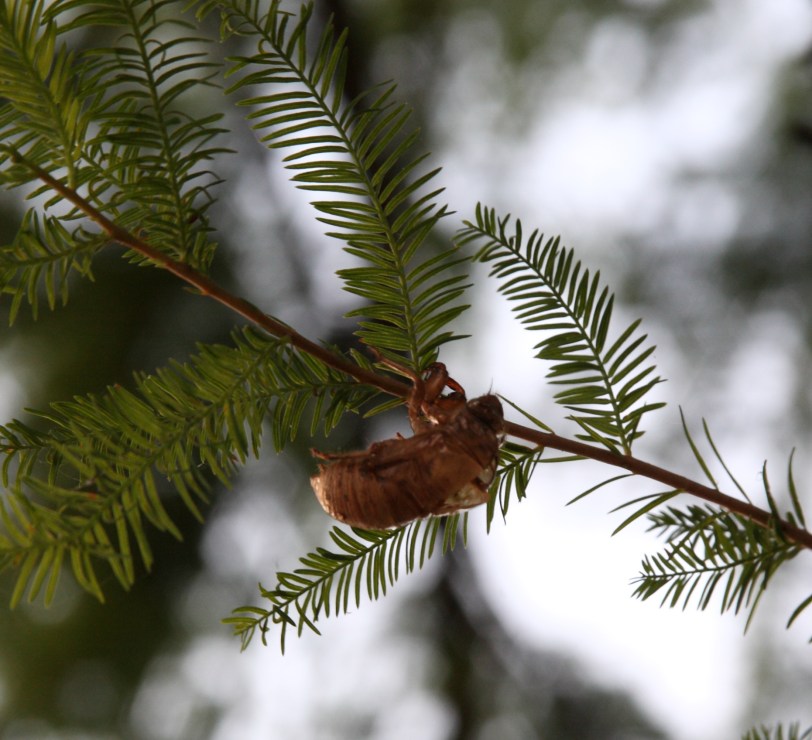 IMG_3234_pluspt5_crop2