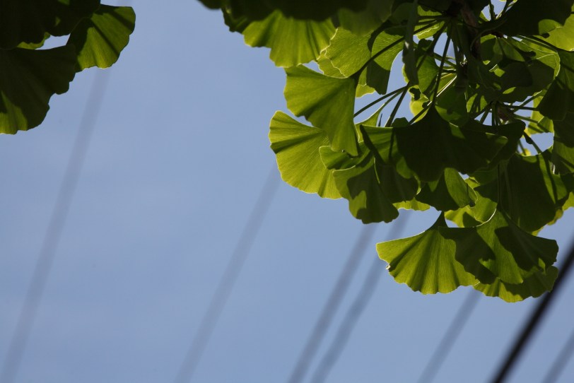 gingko biloba leaves