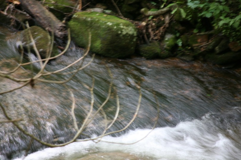branches over running stream